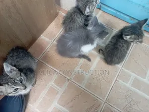 1-3 months Male Mixed Breed Cat