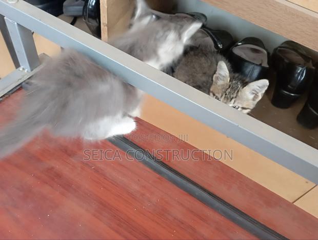 1-3 months Male Mixed Breed Cat - thumbnail 4