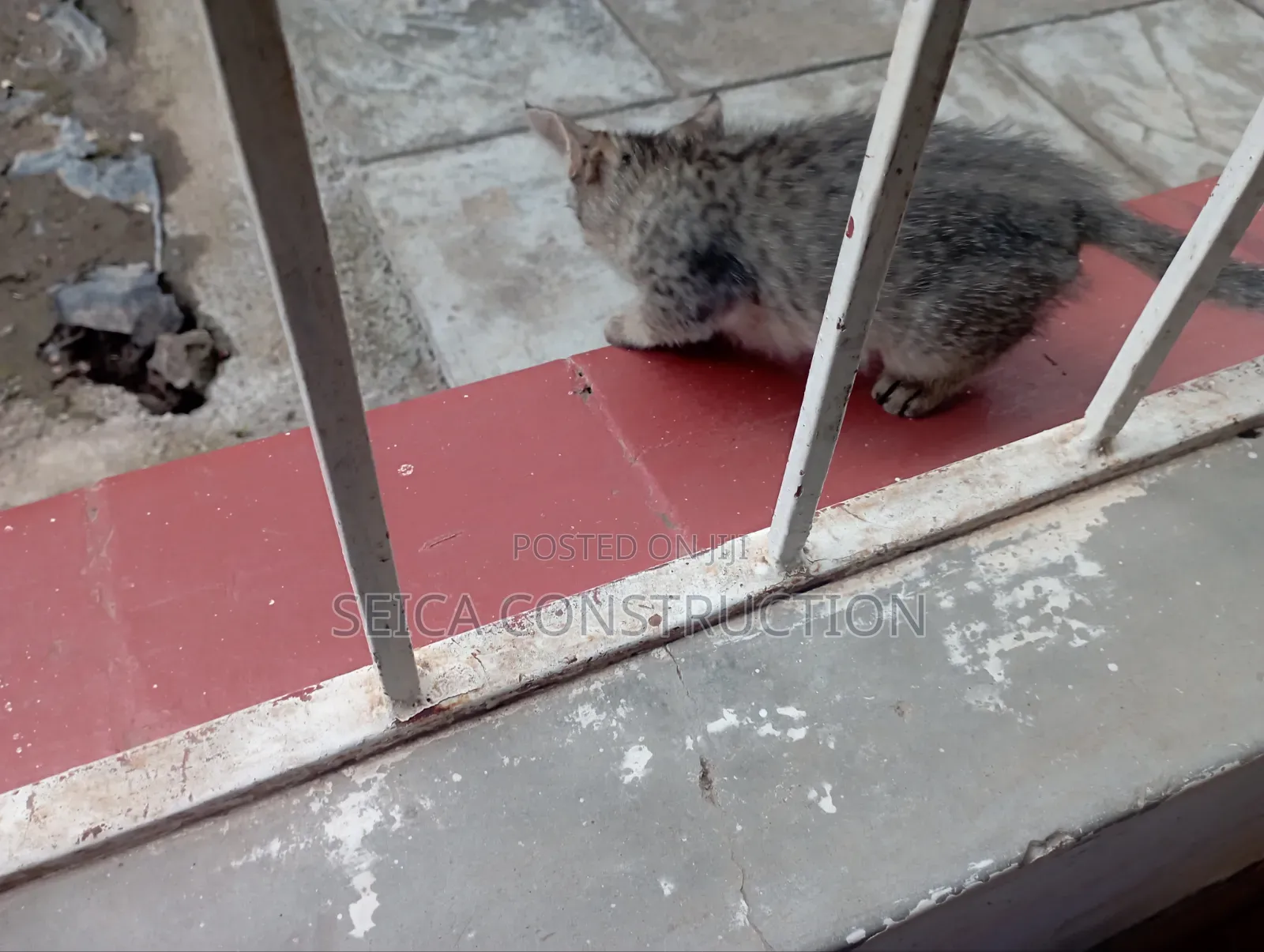1-3 months Male Mixed Breed Cat