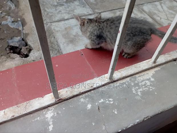 1-3 months Male Mixed Breed Cat - thumbnail 6
