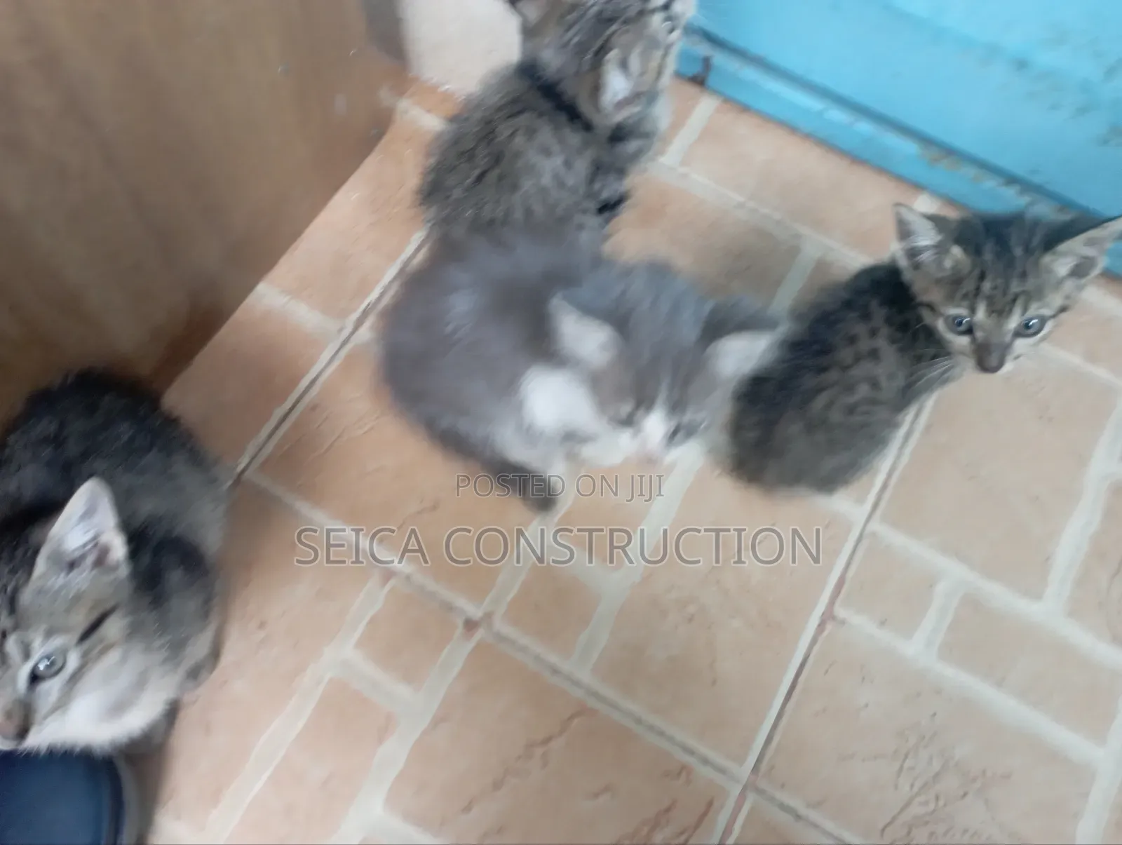 1-3 months Male Mixed Breed Cat