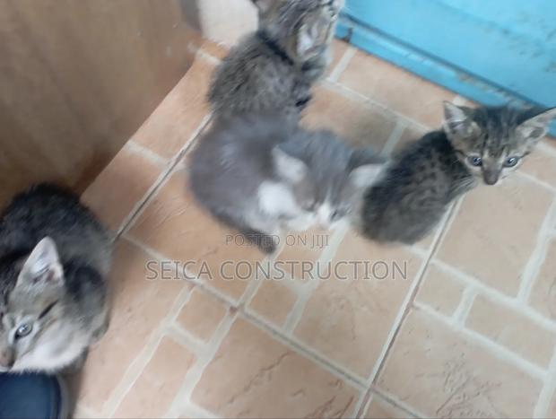 1-3 months Male Mixed Breed Cat - thumbnail 7