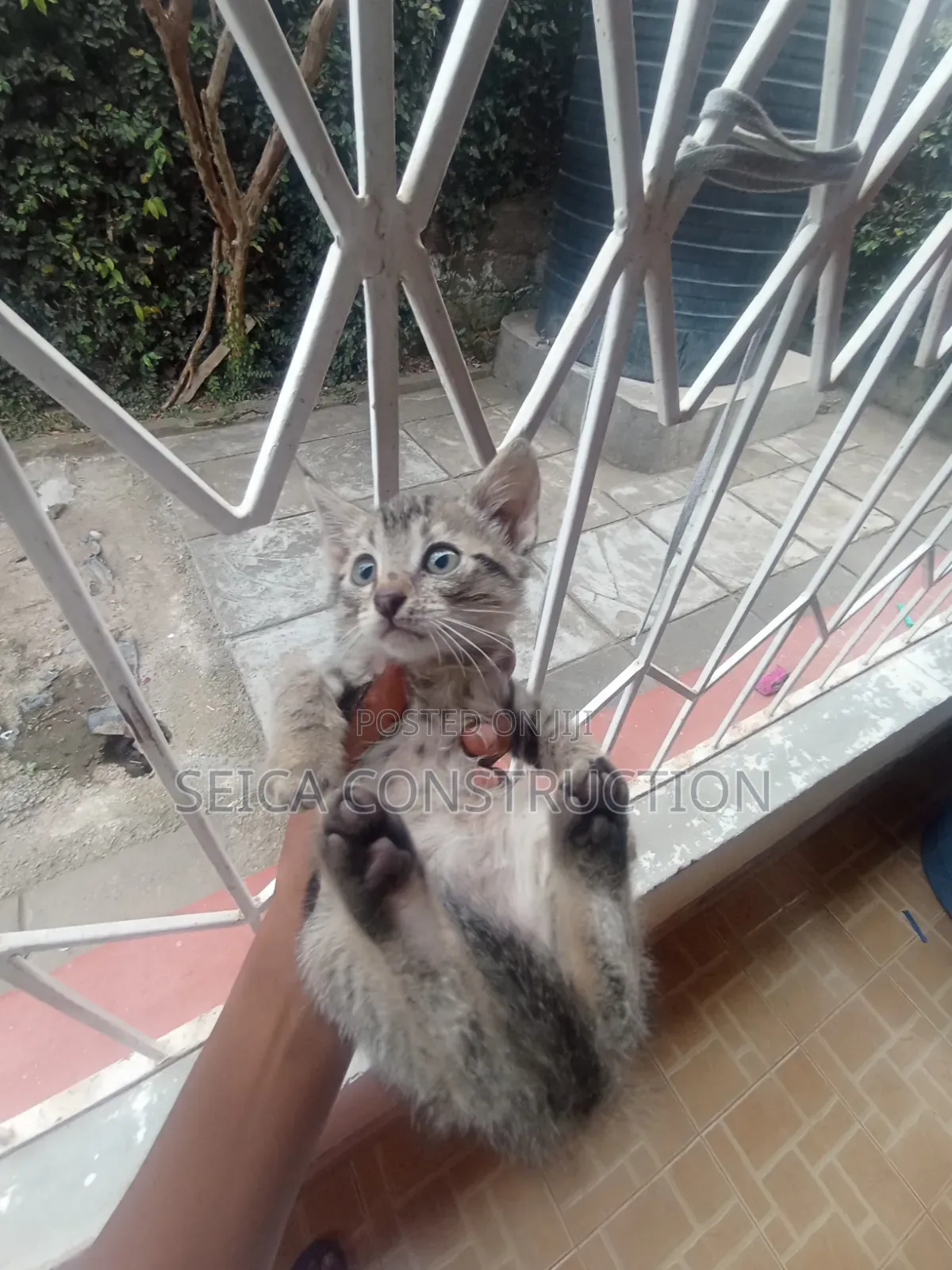 1-3 months Male Mixed Breed Cat