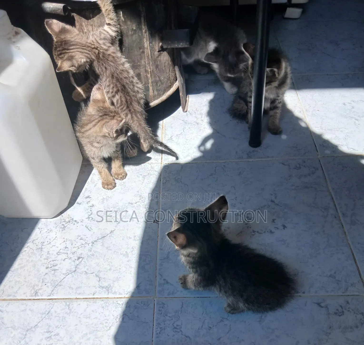 1-3 months Male Mixed Breed Cat