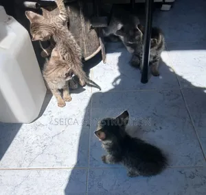 1-3 months Male Mixed Breed Cat