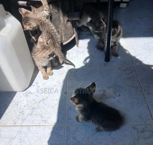 1-3 months Male Mixed Breed Cat - thumbnail 2