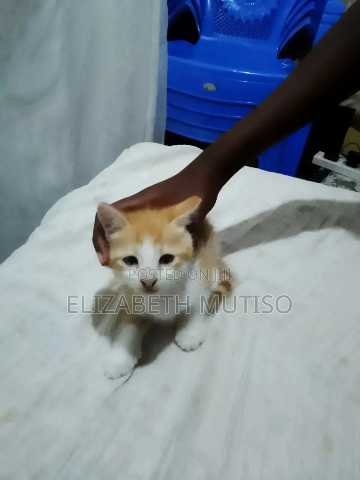 1-3 months Male Mixed Breed Persian