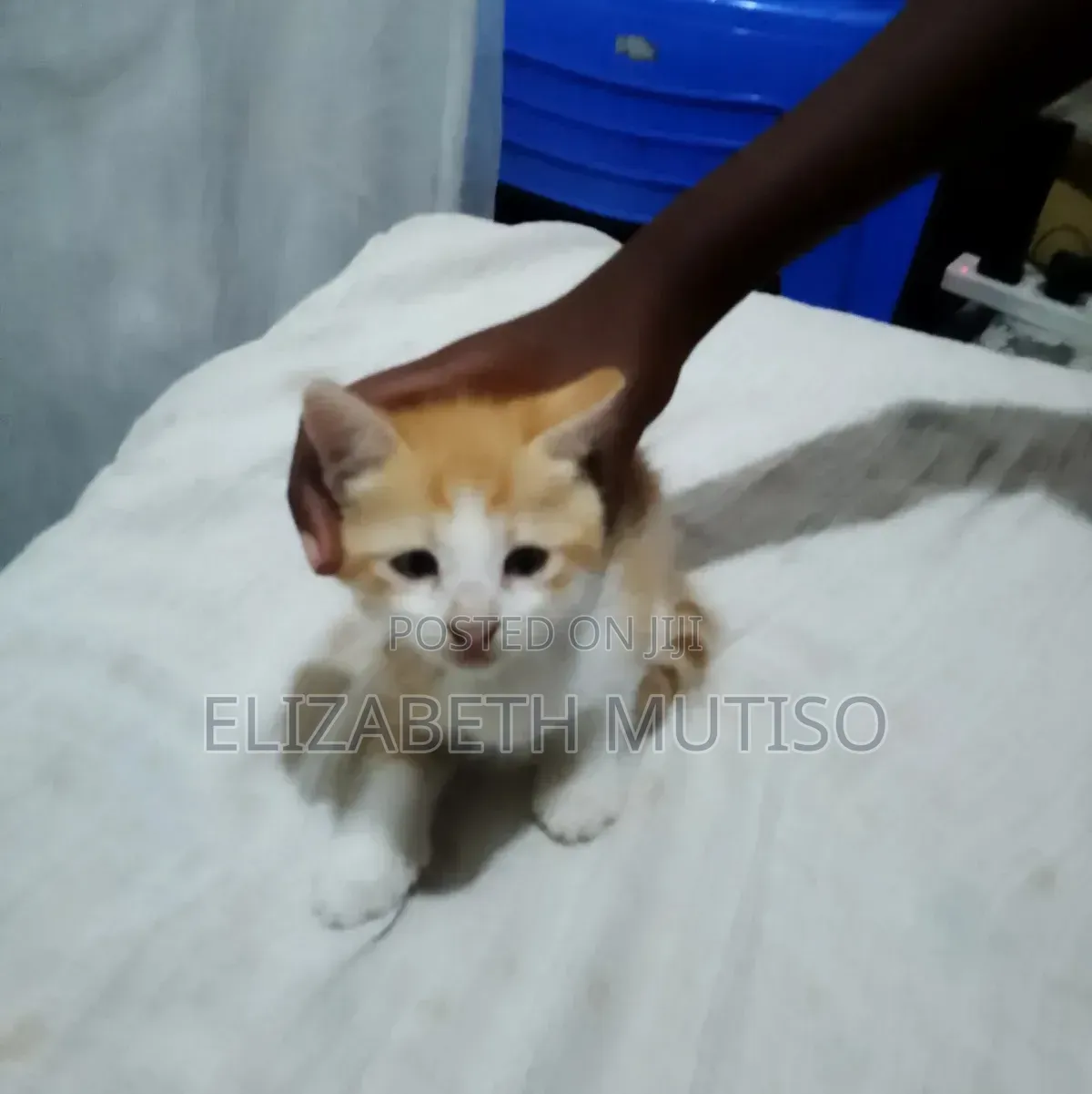 1-3 months Male Mixed Breed Persian