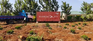 Plain 20FT and 40FT Containers for Sale (With Documents)