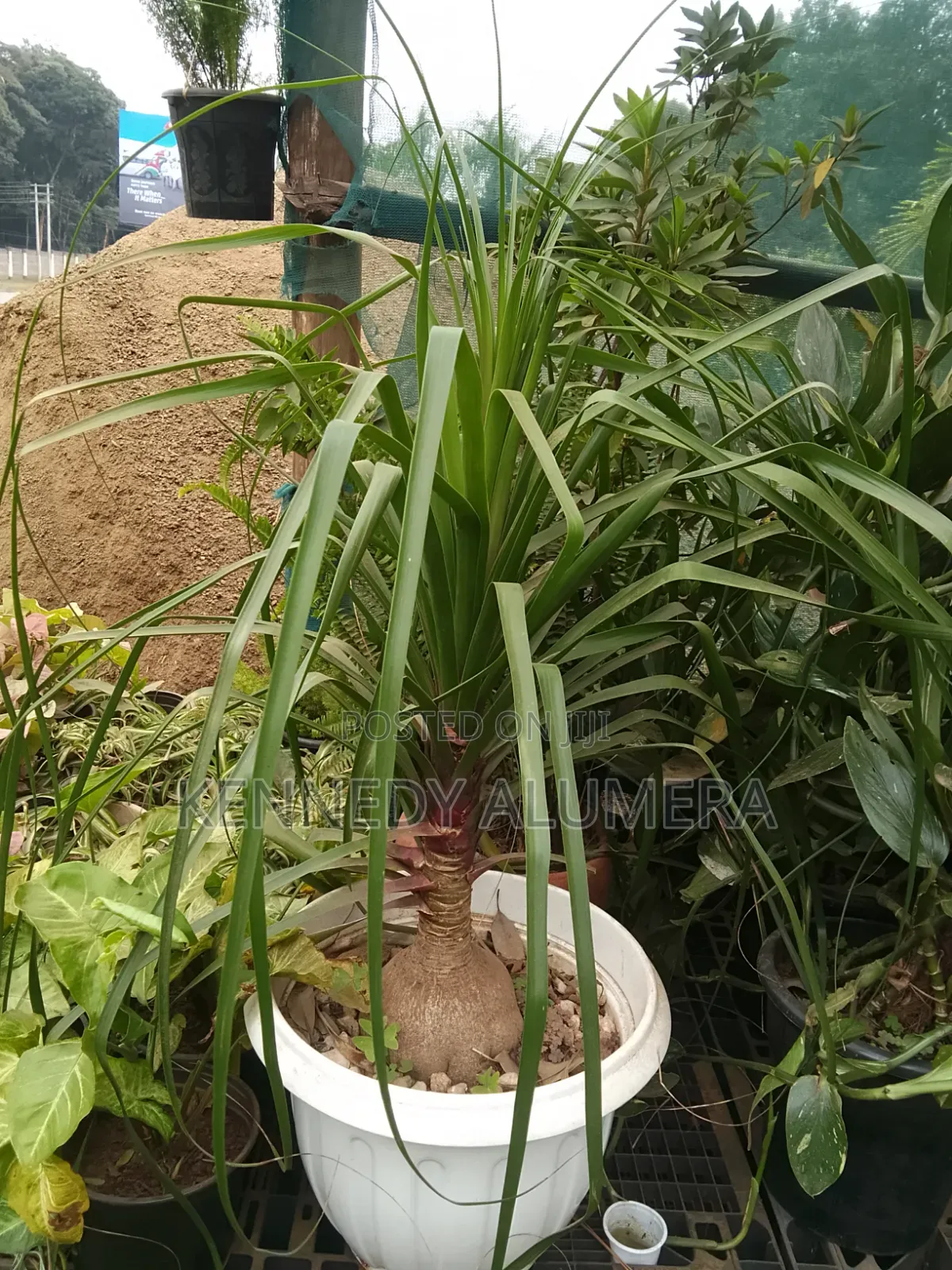 Ponny Tail Potted
