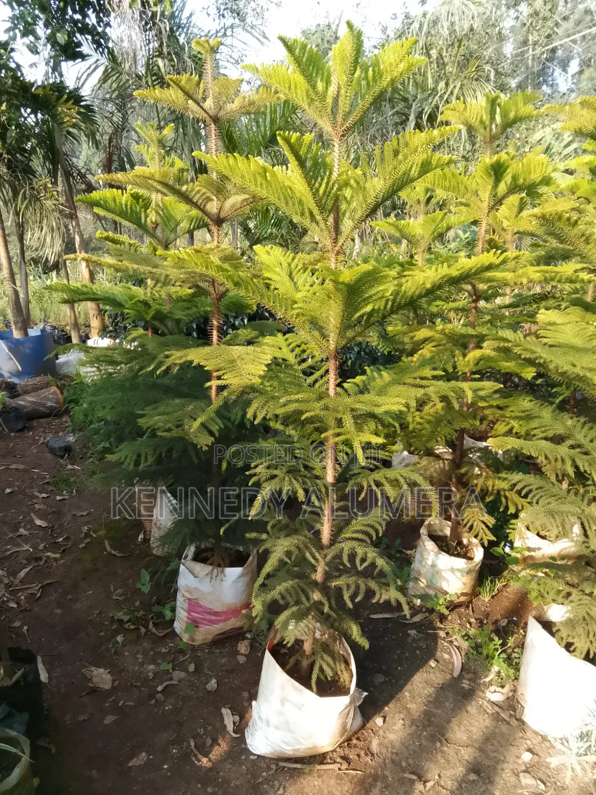 Alkeria Tree