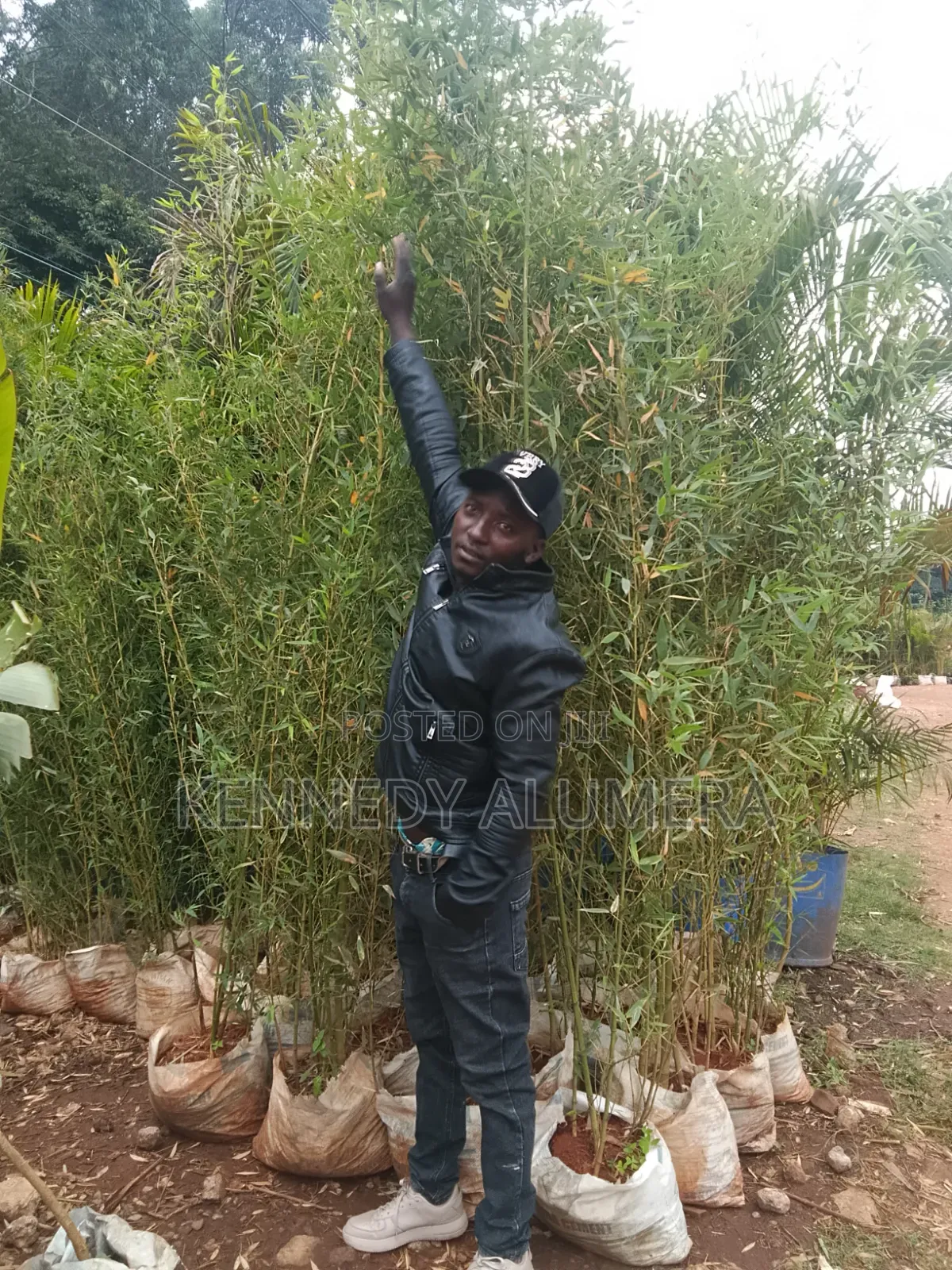 Bamboo Menture