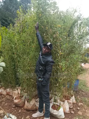 Bamboo Menture