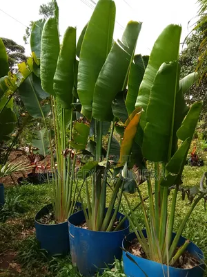 Travellers Palm