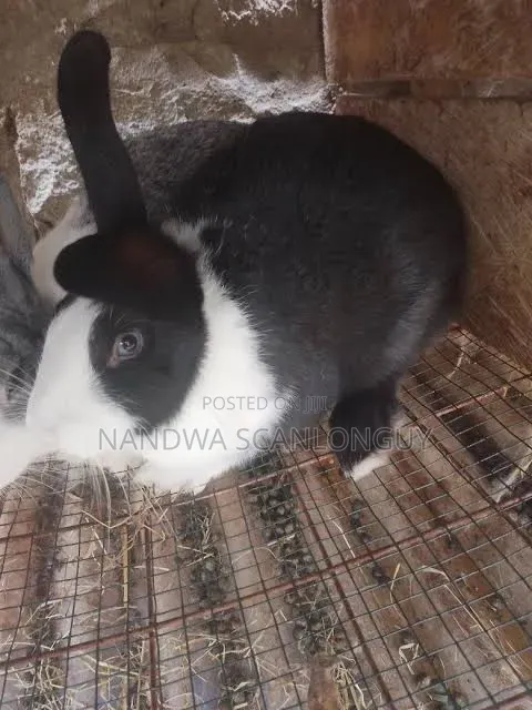 High Quality Hybrid Rabbits for Sale