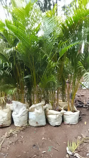 Golden Palm