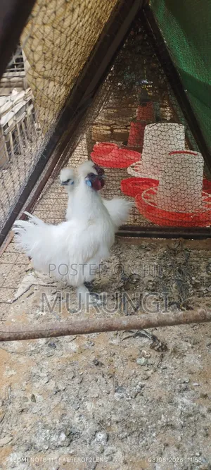 Silky Bantams