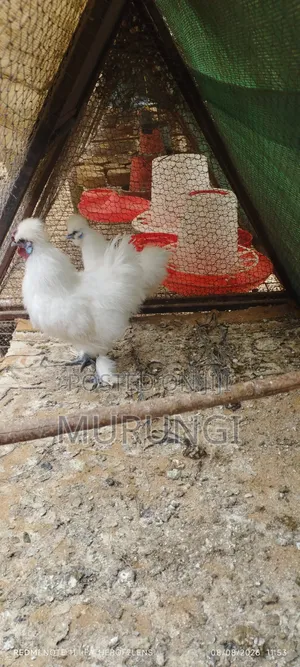 Silky Bantams