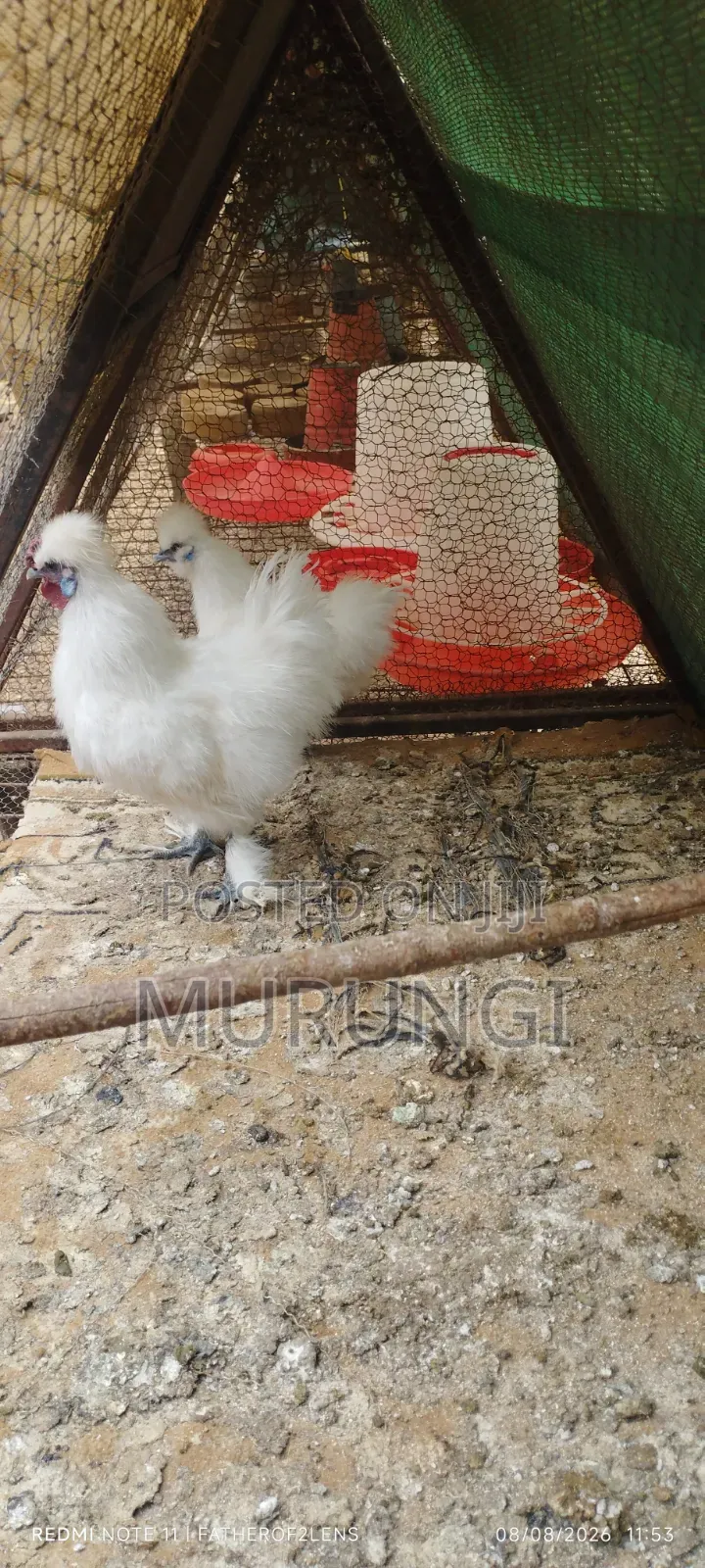 Silky Bantams