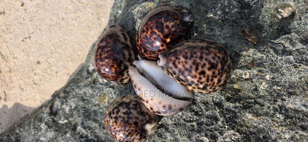Sea Shells