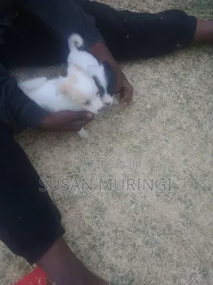 1-3 months Male Purebred Japanese Spitz