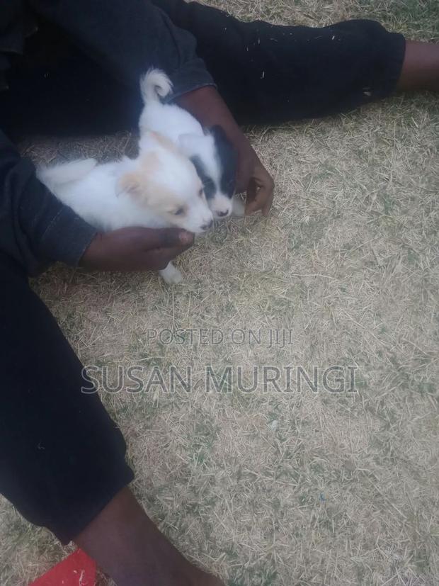 1-3 months Male Purebred Japanese Spitz