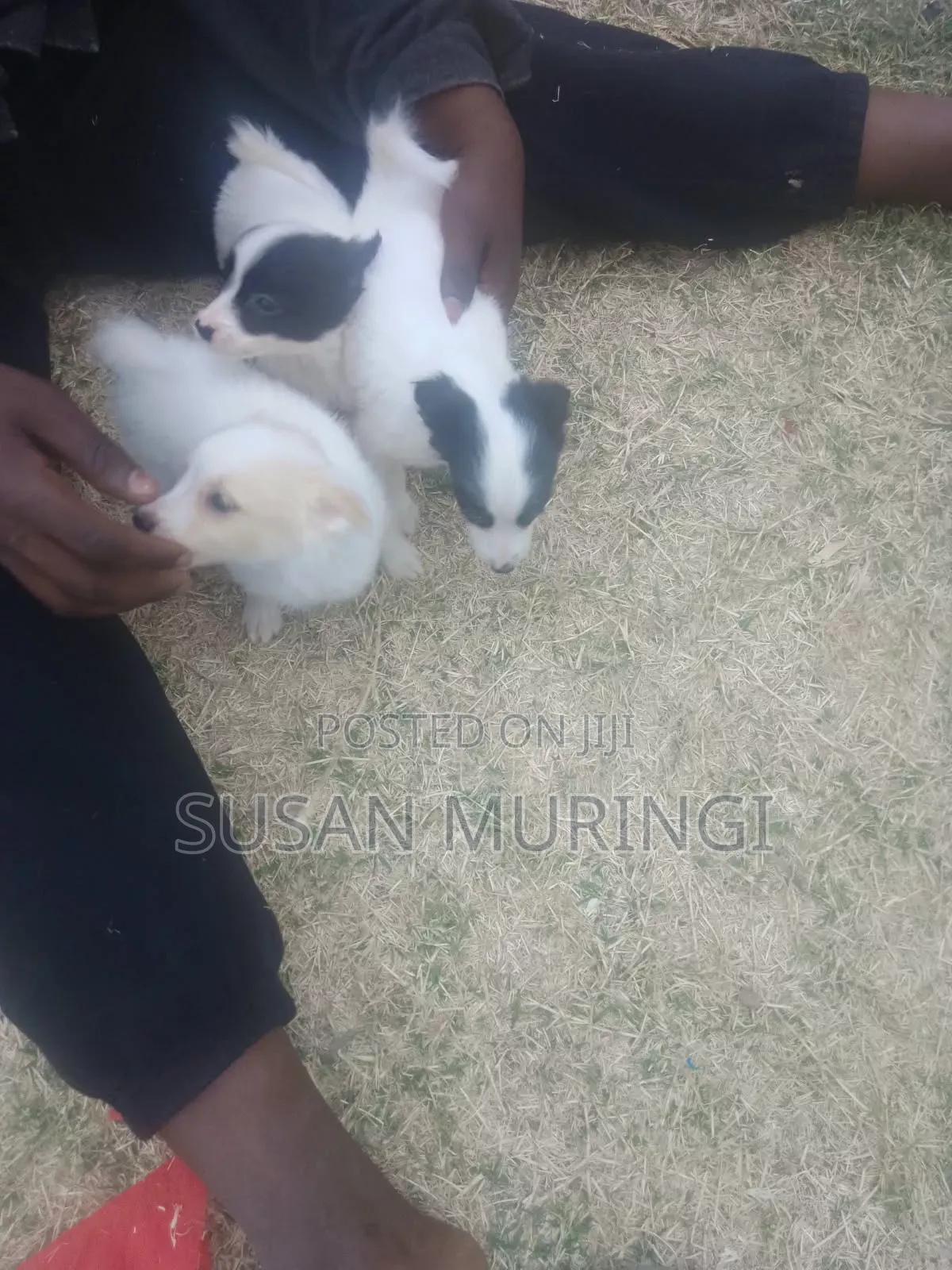 1-3 months Male Purebred Japanese Spitz