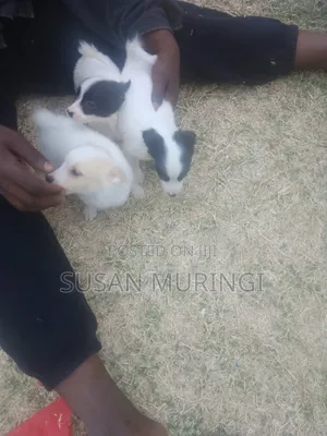 1-3 months Male Purebred Japanese Spitz