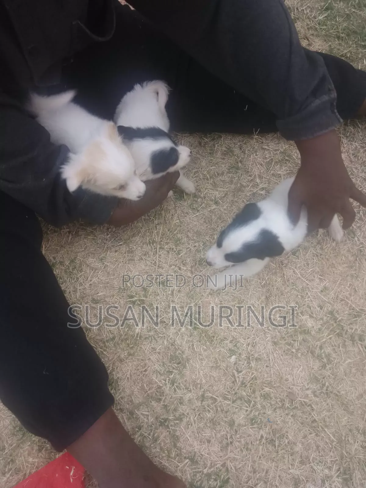 1-3 months Male Purebred Japanese Spitz