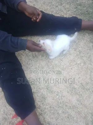 1-3 months Male Purebred Japanese Spitz