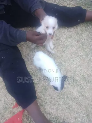 1-3 months Male Purebred Japanese Spitz
