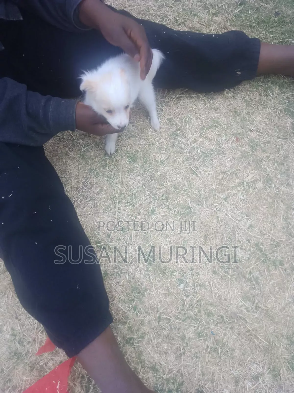 1-3 months Male Purebred Japanese Spitz
