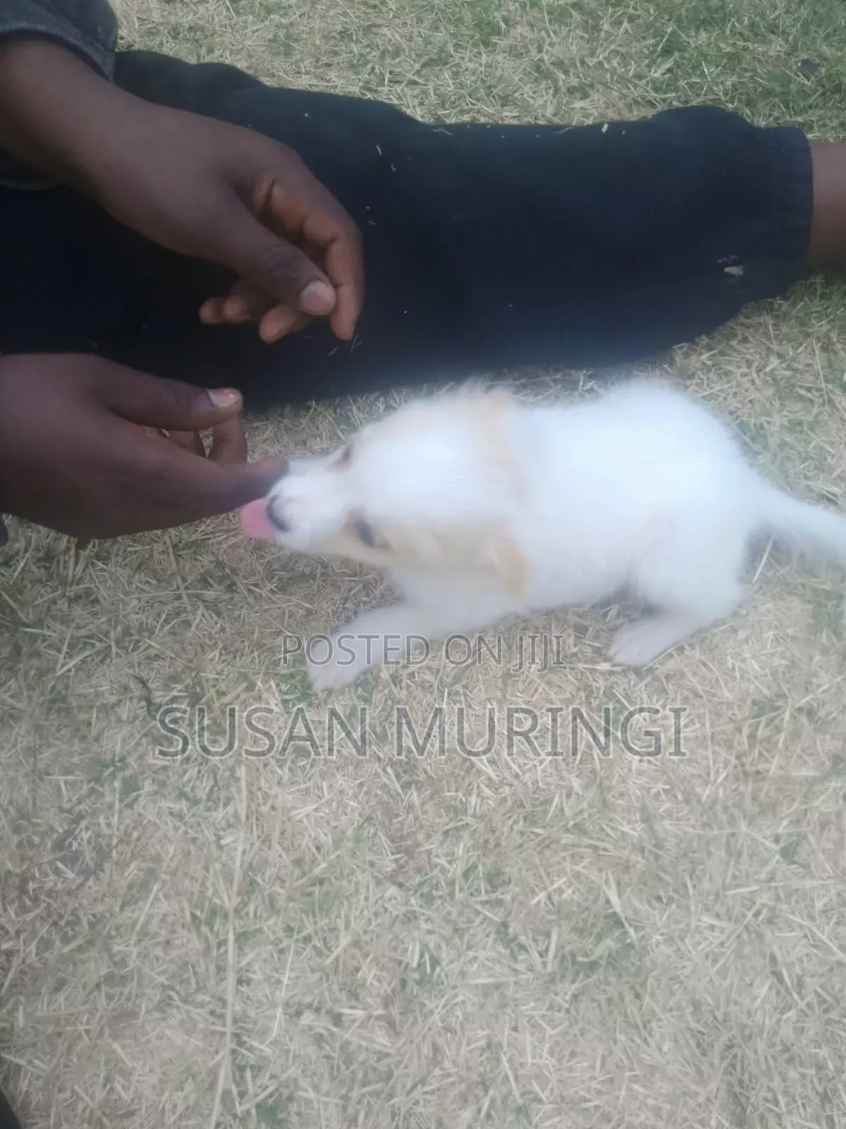 1-3 months Male Purebred Japanese Spitz