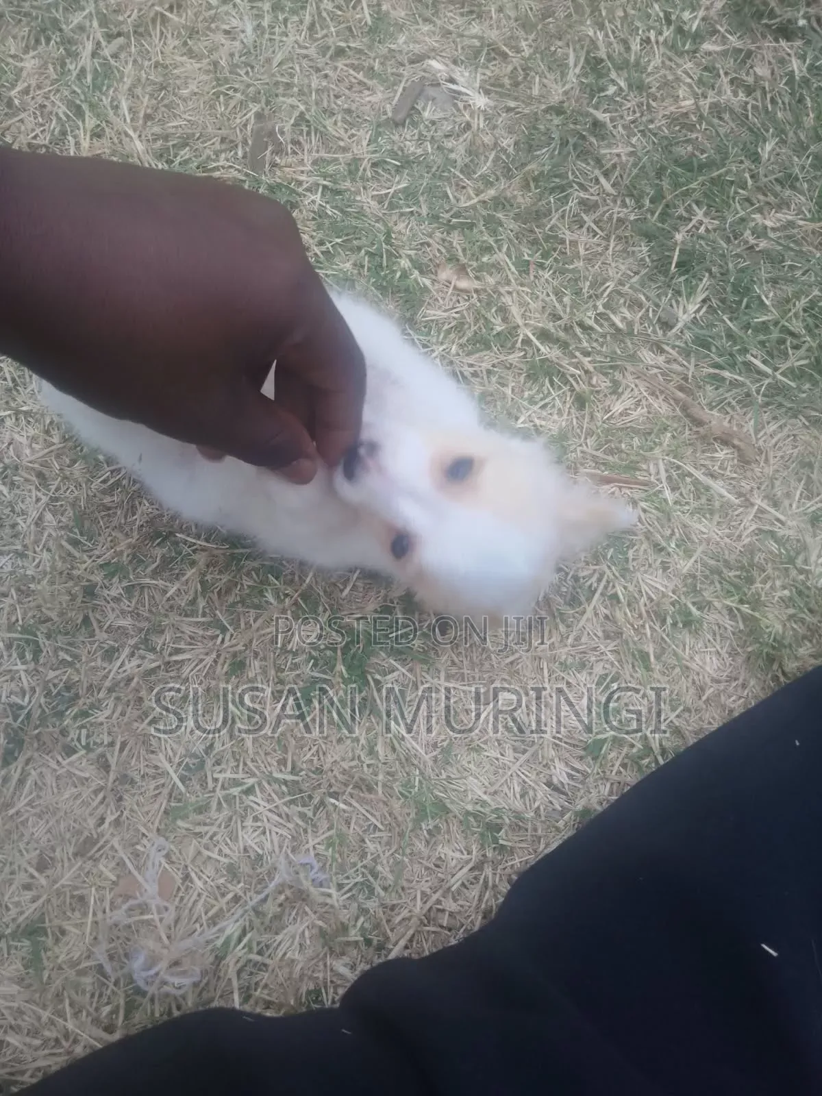1-3 months Male Purebred Japanese Spitz