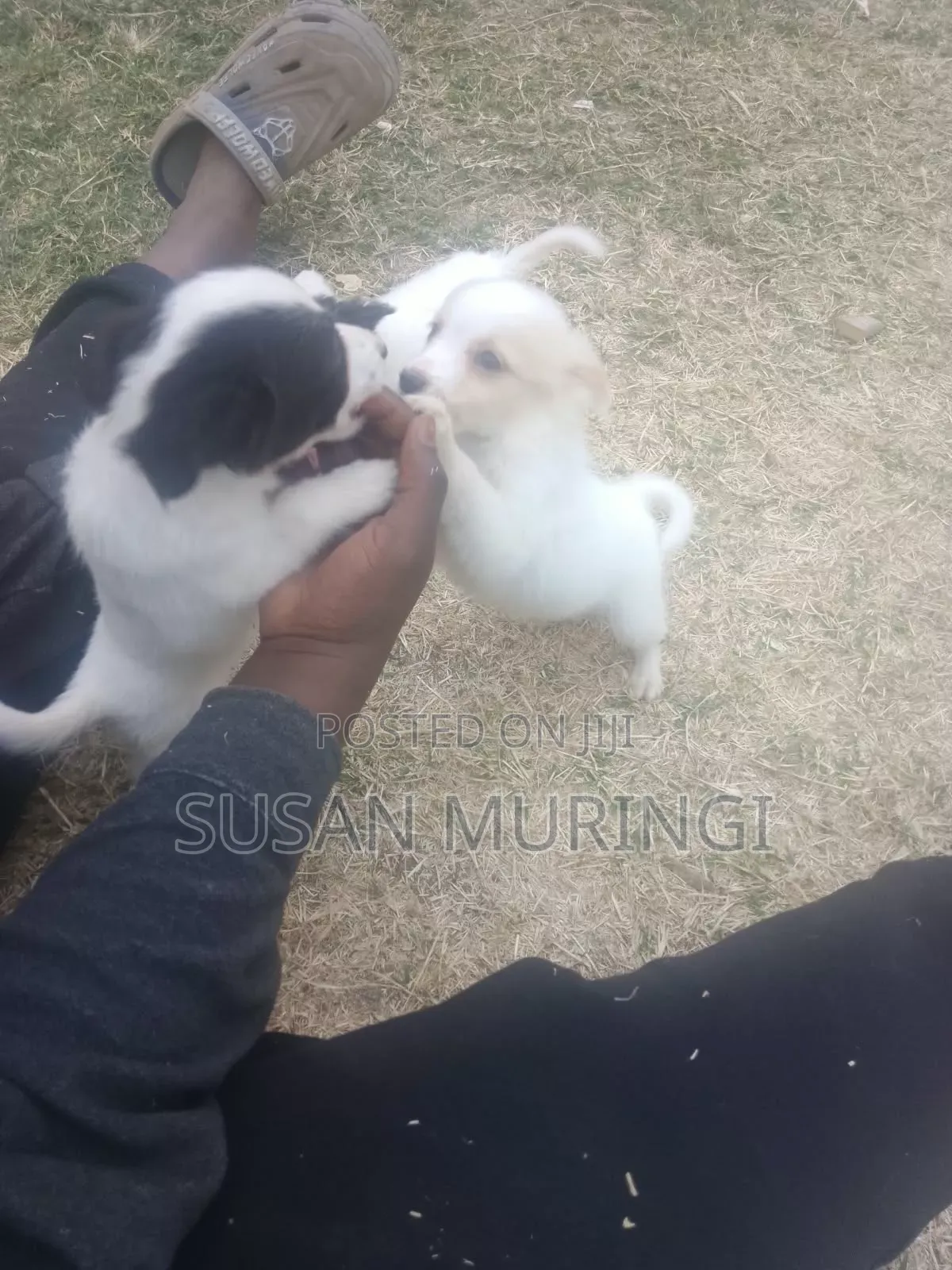 1-3 months Male Purebred Japanese Spitz