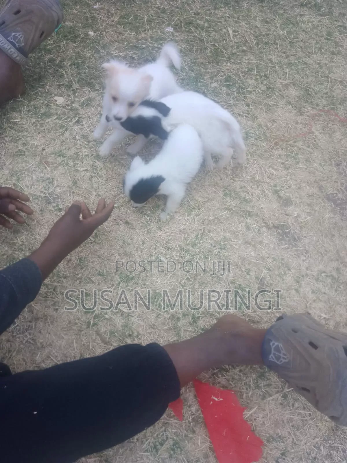 1-3 months Male Purebred Japanese Spitz