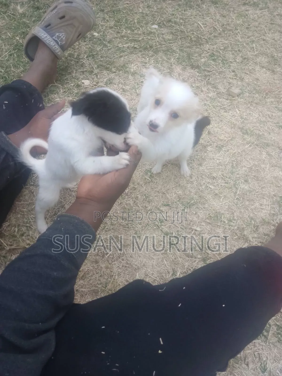 1-3 months Male Purebred Japanese Spitz