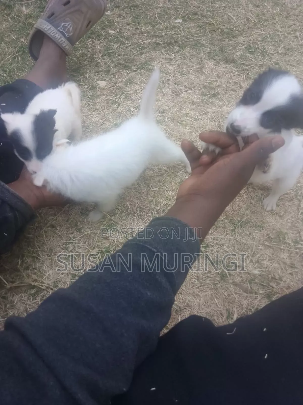 1-3 months Male Purebred Japanese Spitz