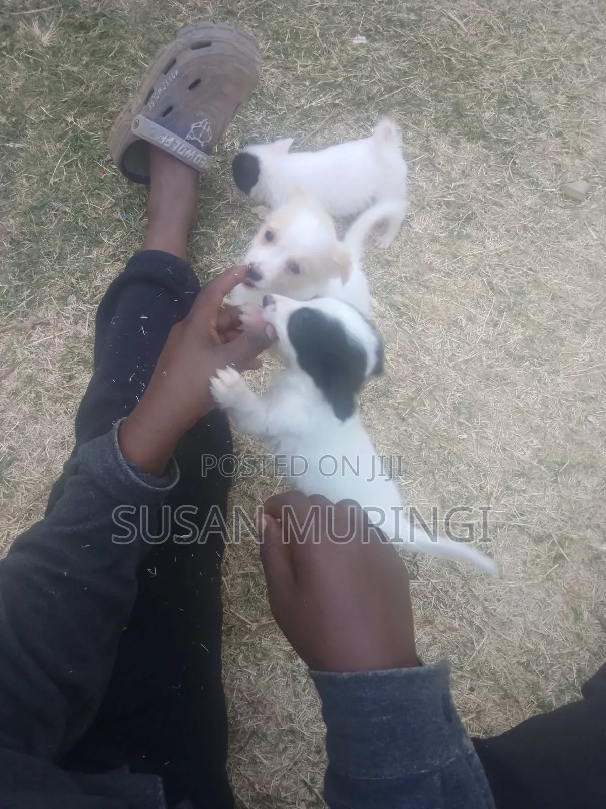 1-3 months Male Purebred Japanese Spitz
