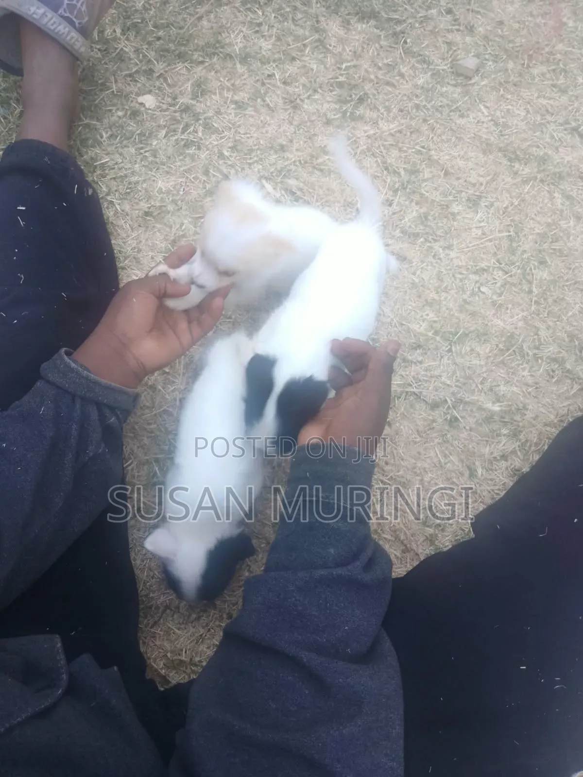 1-3 months Male Purebred Japanese Spitz