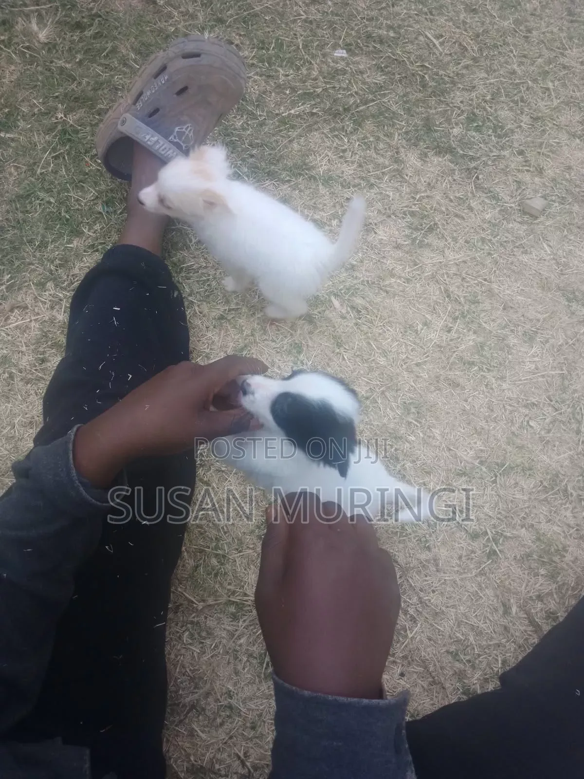 1-3 months Male Purebred Japanese Spitz