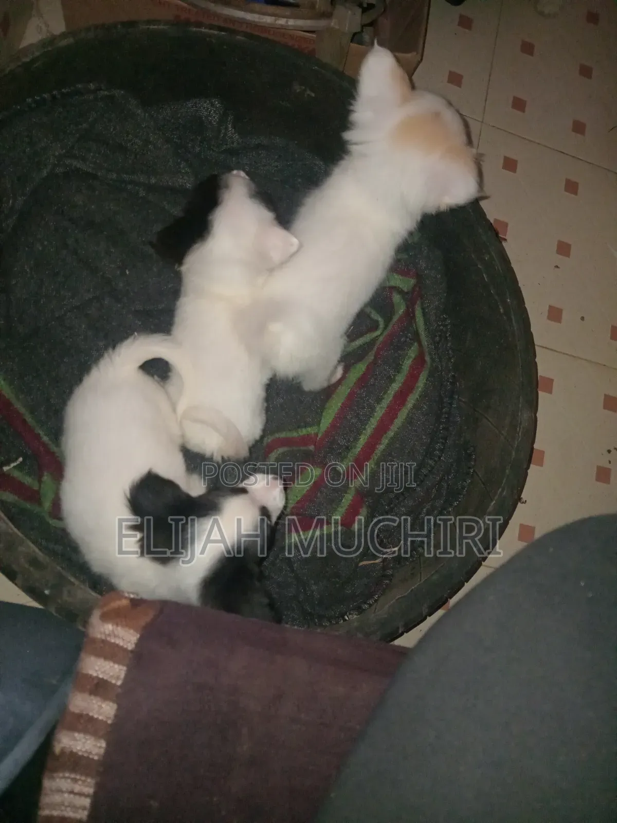 1-3 months Male Purebred Japanese Spitz
