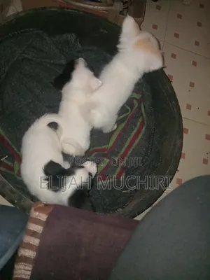1-3 months Male Purebred Japanese Spitz