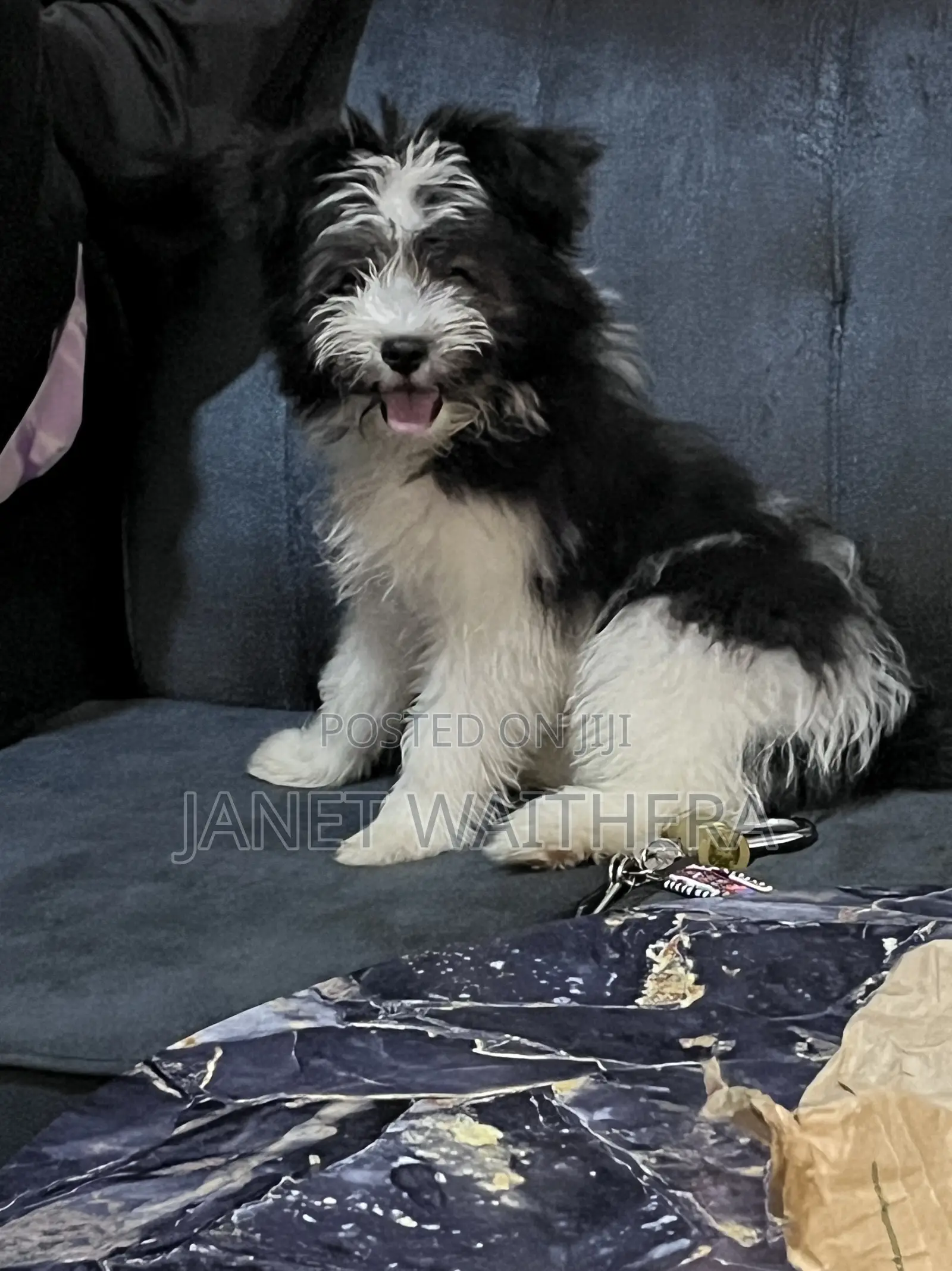 3-6 months Male Purebred Havanese