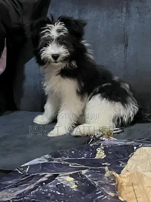 3-6 months Male Purebred Havanese