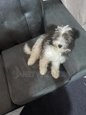 3-6 months Male Purebred Havanese