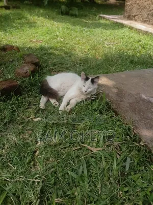 3-6 months Male Mixed Breed Persian