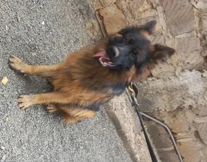 1-3 months Female Purebred German Shepherd