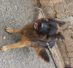 1-3 months Female Purebred German Shepherd