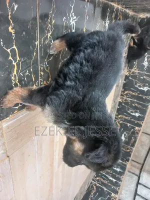 1-3 months Female Purebred German Shepherd